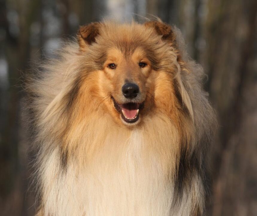 Scotch Collie
