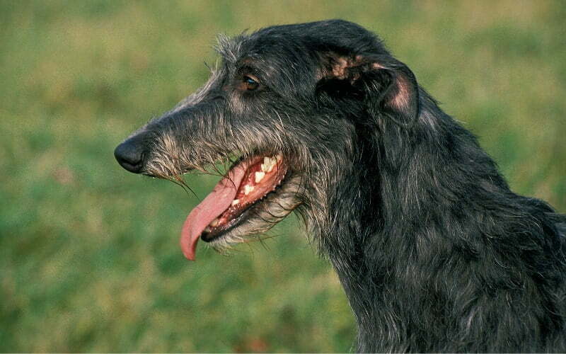 Scottish Deerhound Rescue