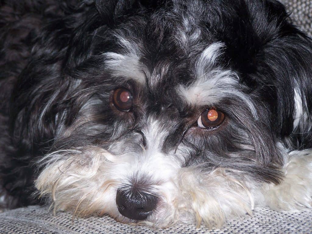 Scottish Terrier Poodle Mix