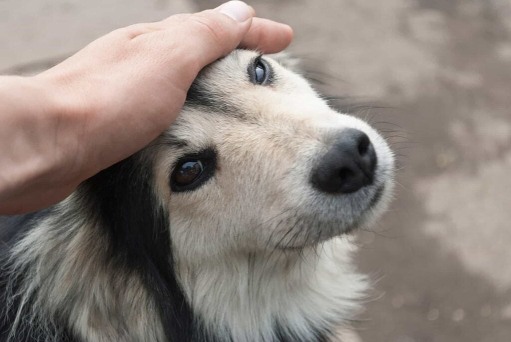 Separation Anxiety In Dogs