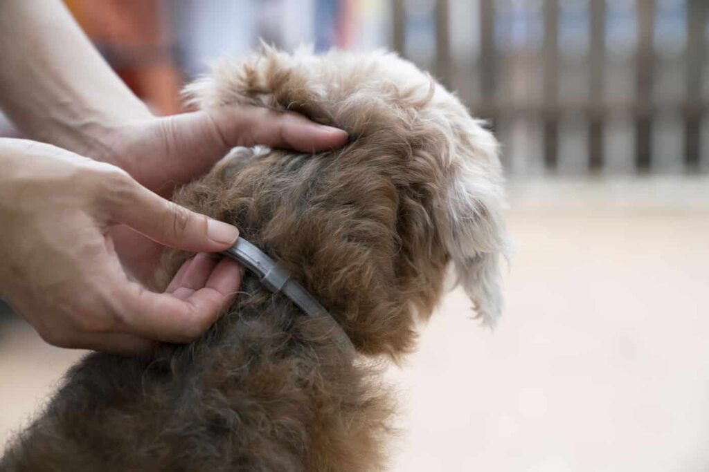 Seresto Flea Collar Review