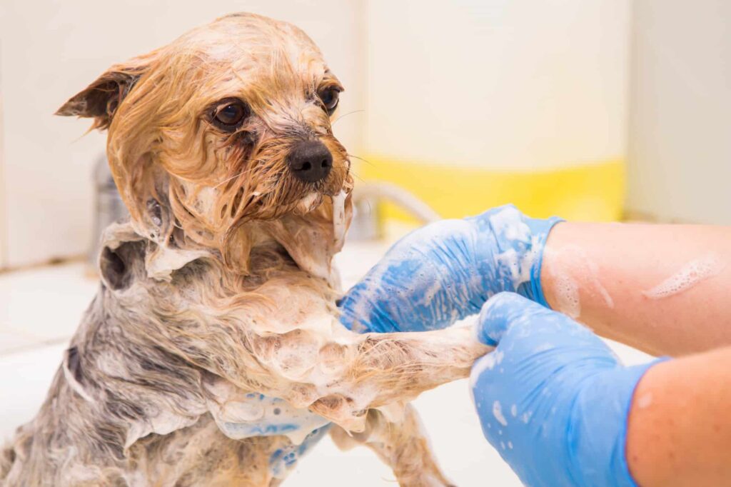 Shampoo For Yorkies