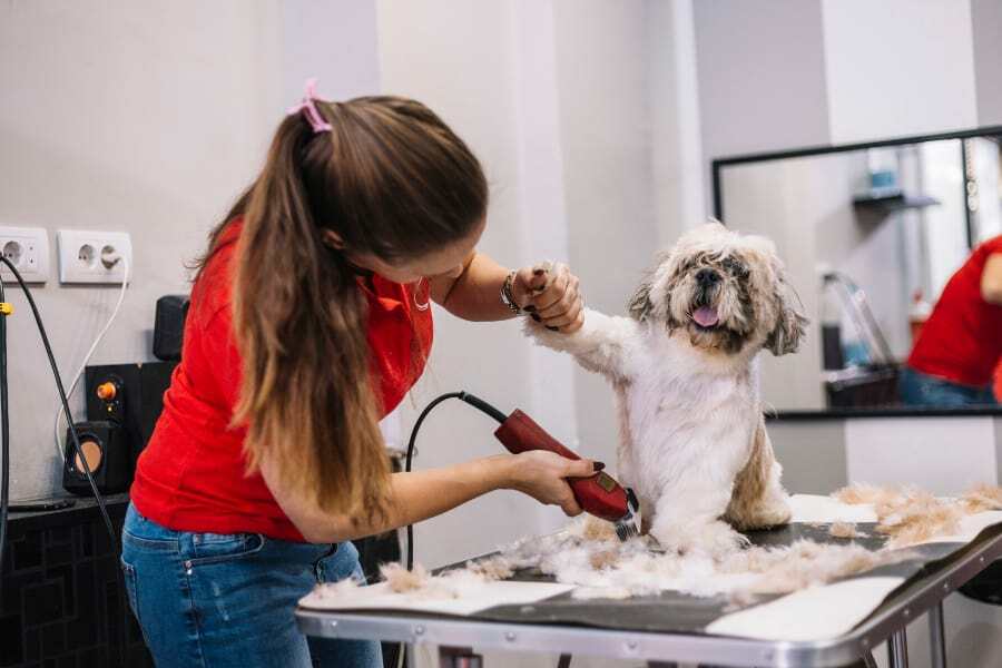 Sharpen Dog Clippers