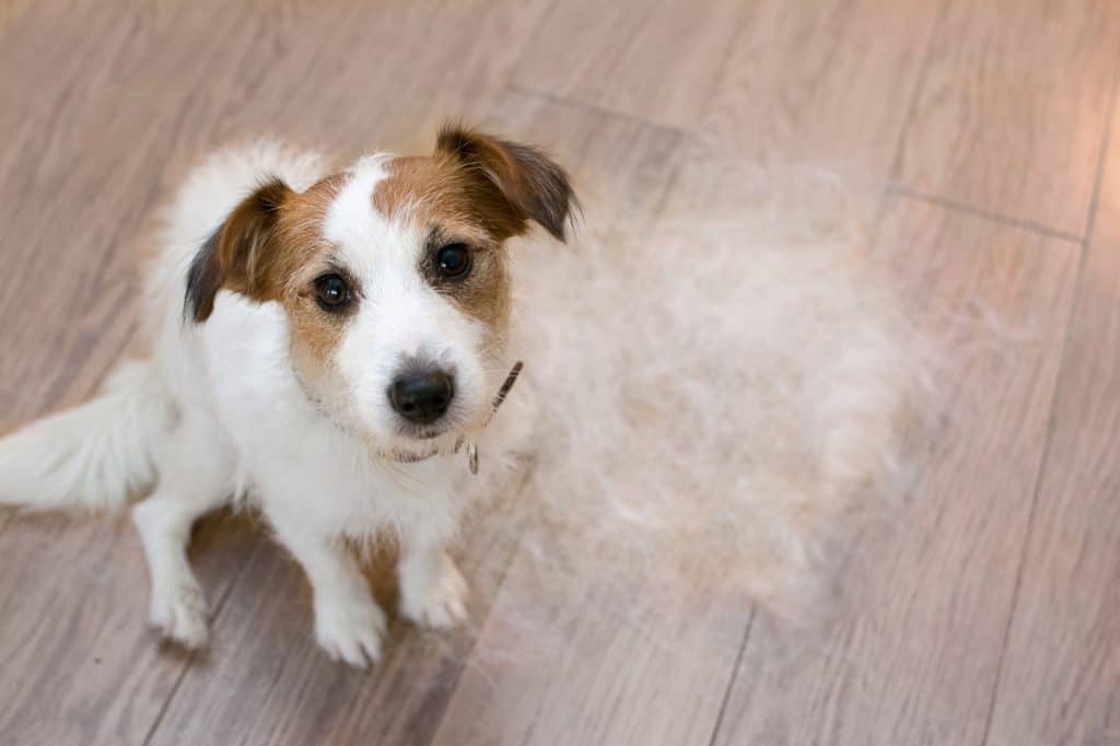 Shedding Jack Russel