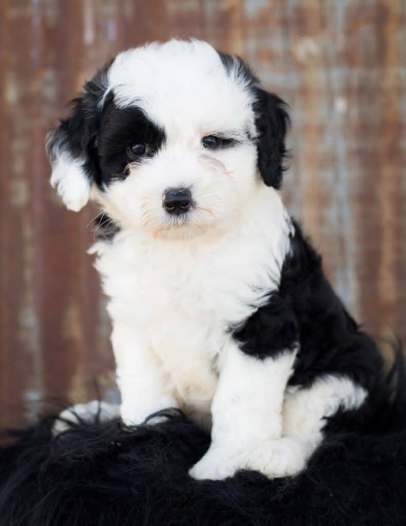 Shepadoodle
