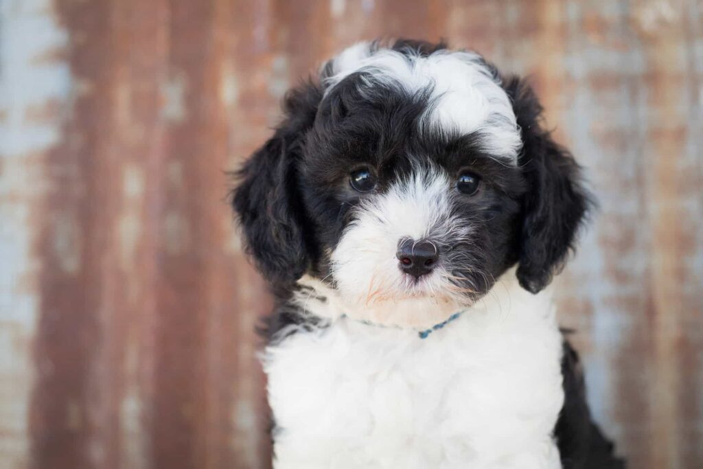 Shepadoodle Puppy
