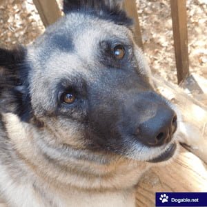 German Shepherd Husky Mix