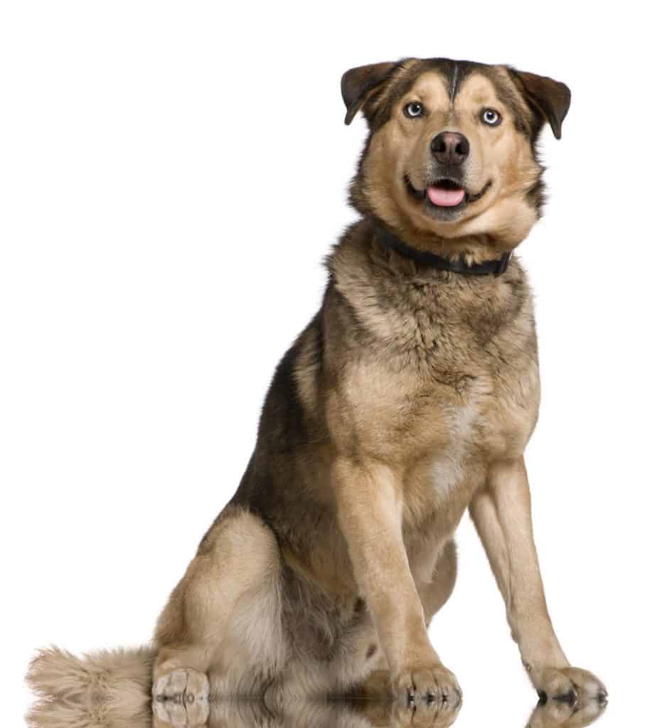 Shepsky