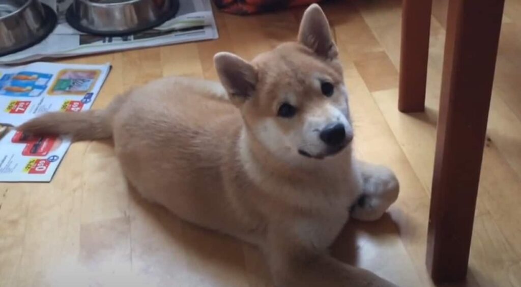 Shiba Husky