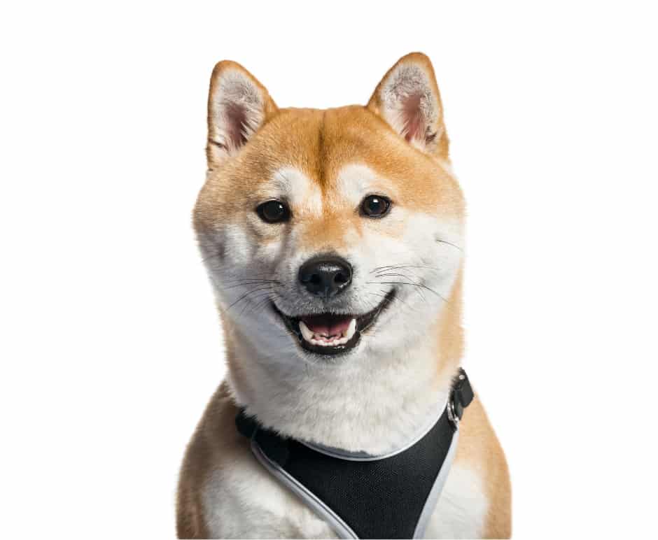 Shiba Inu Adoption