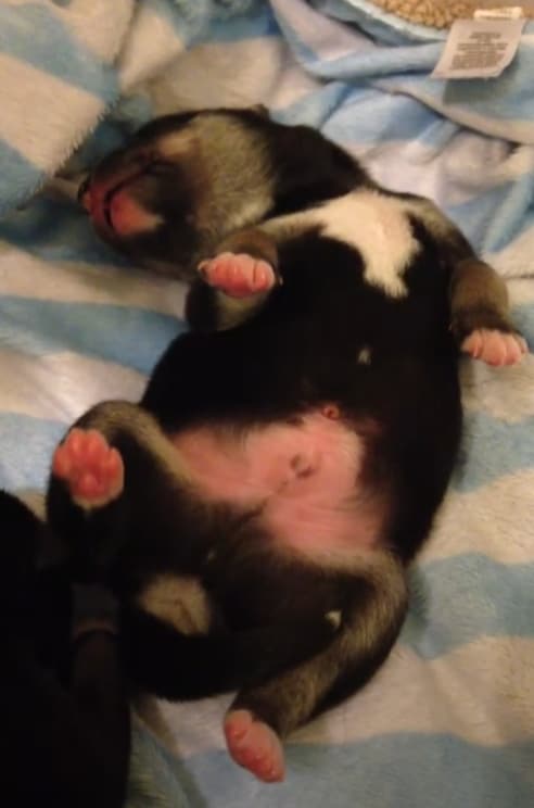 Shiba Inu Husky Mix Puppy