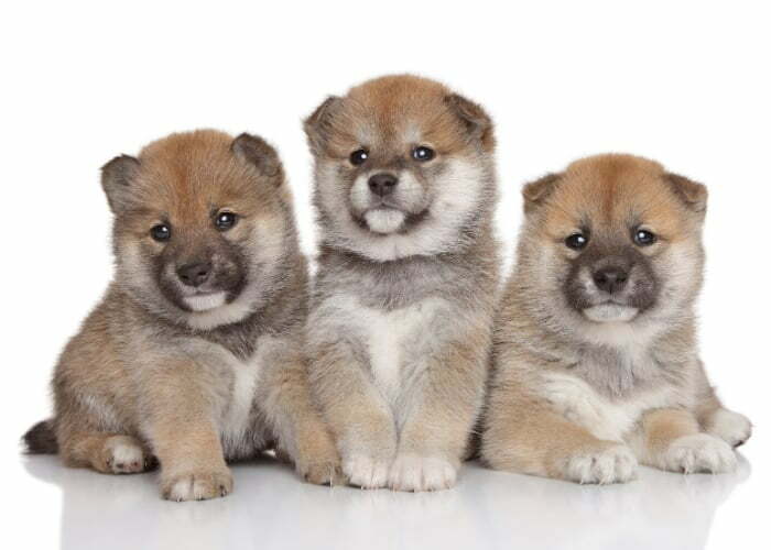 Shiba Inu Puppies For Sale