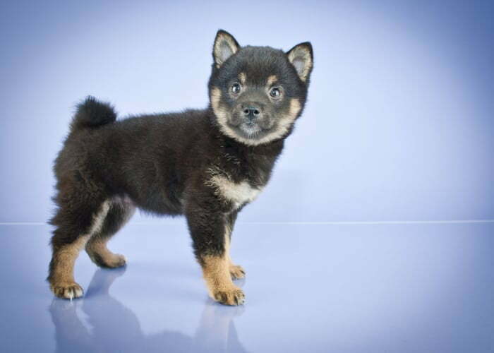 Shiba Inu Puppy For Sale