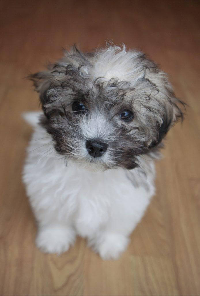 Shichon Puppy