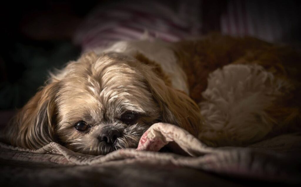 Shih-Poo