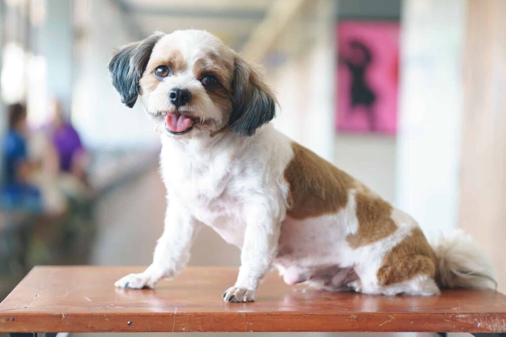 Shih-Poo Poodle Mix