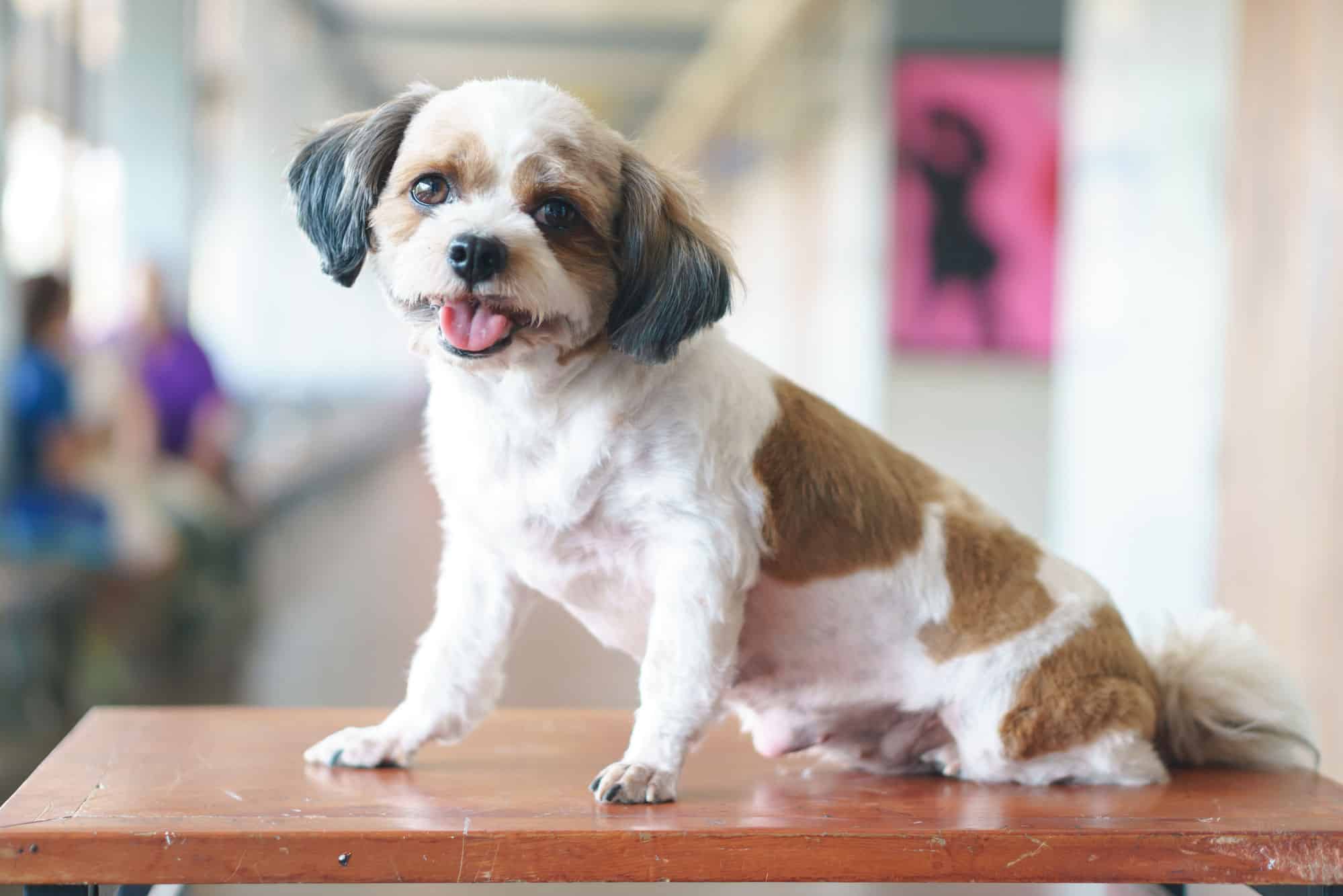 Shih-Poo Poodle Mix