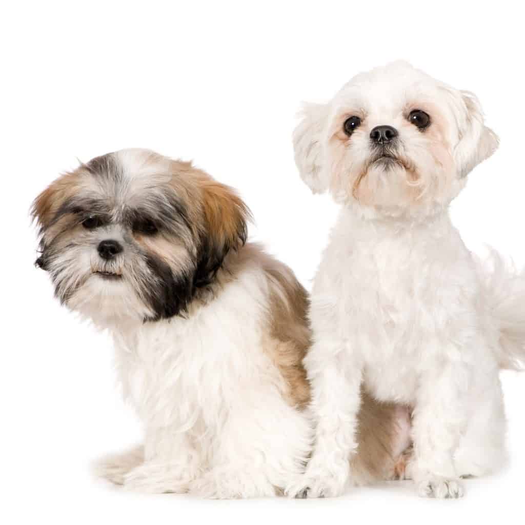 Shih Tzu And Lhasa Apso