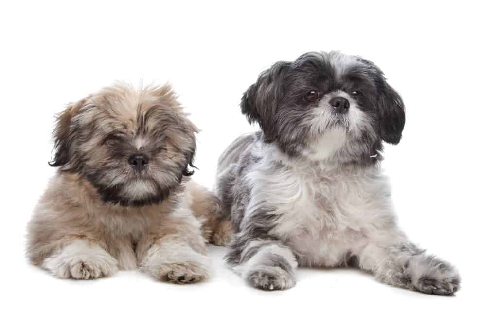 Shih Tzu And Lhasa Apso Puppies