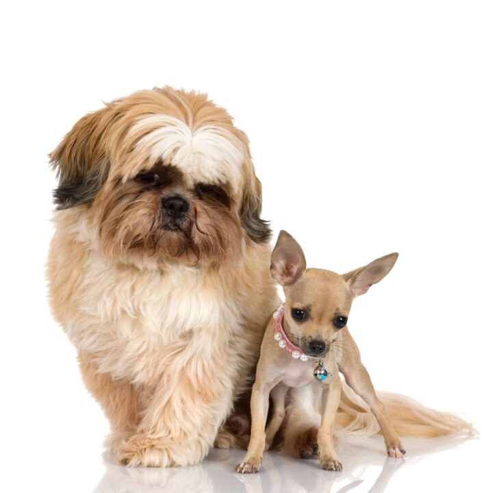 Shih Tzu Chihuahua Mix