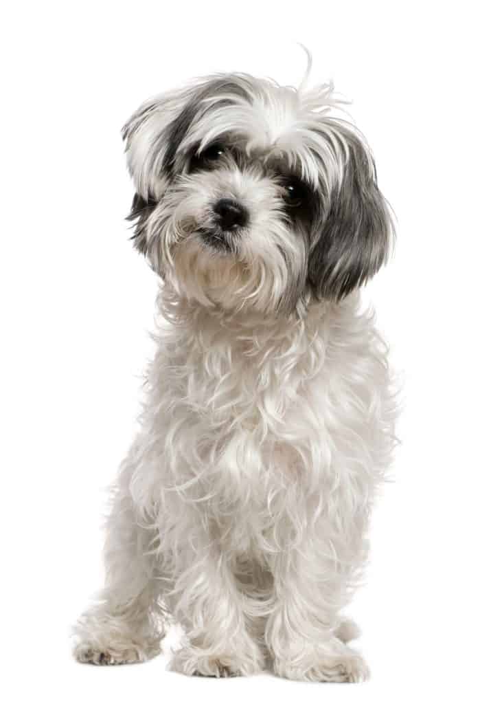 Shih Tzu Maltese Mix