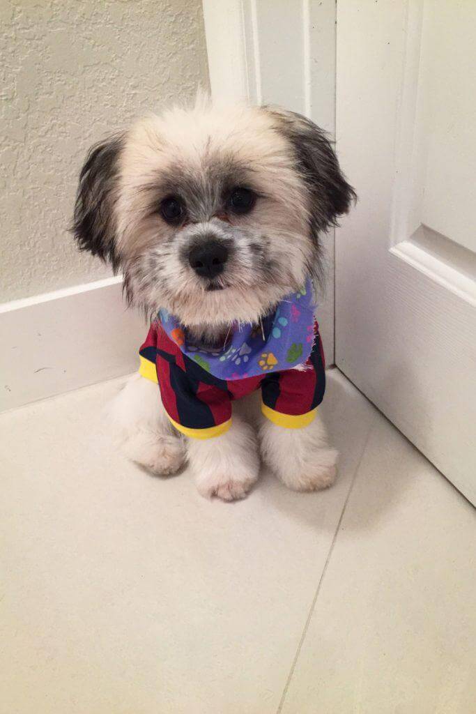 Shih Tzu Pomeranian Mix Puppy