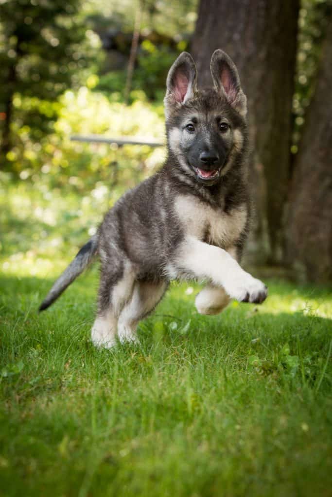 Shiloh Shepherd Puppy Pin