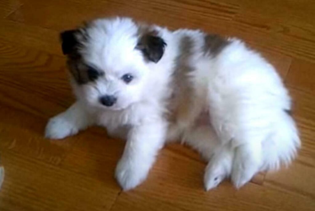 Shiranian Puppy