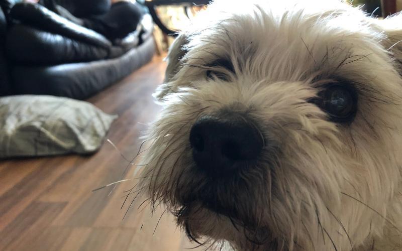 Shorkie Zu
