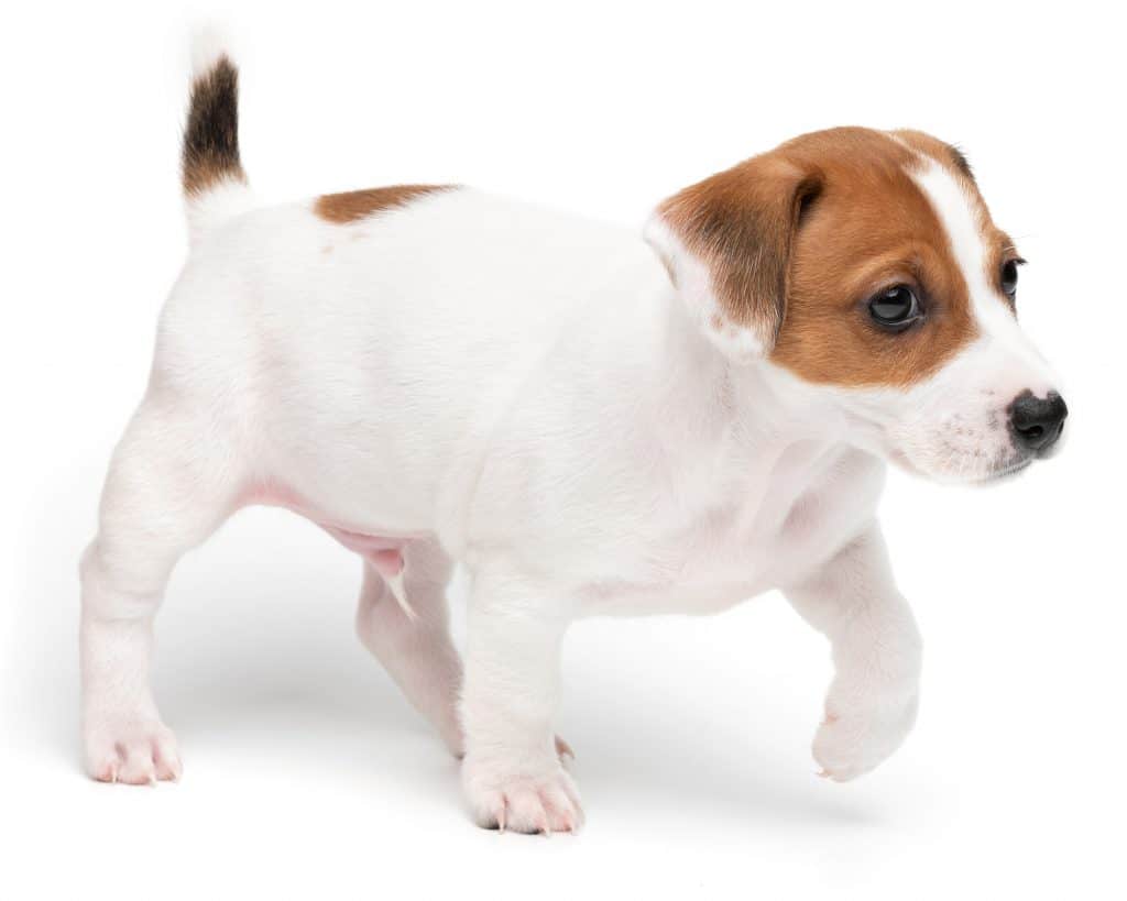 Shorty Jack Russell Puppies For Sale