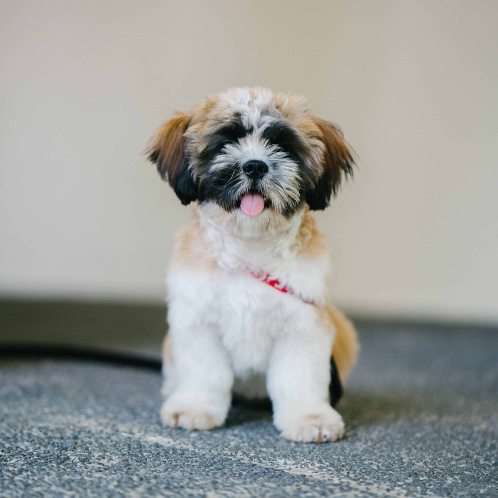 Shiranian Mix Breed
