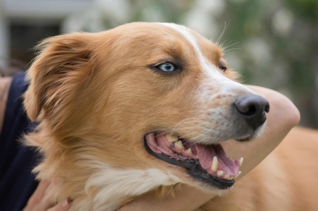 Siberian Retriever
