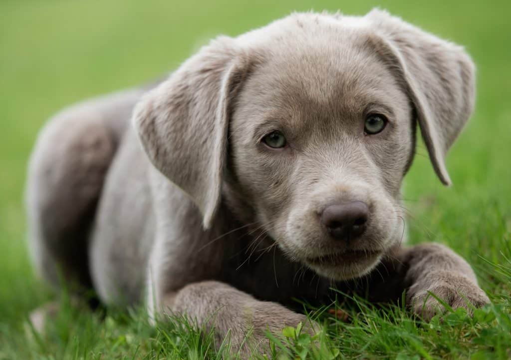 Silver Lab Puppies For Sale
