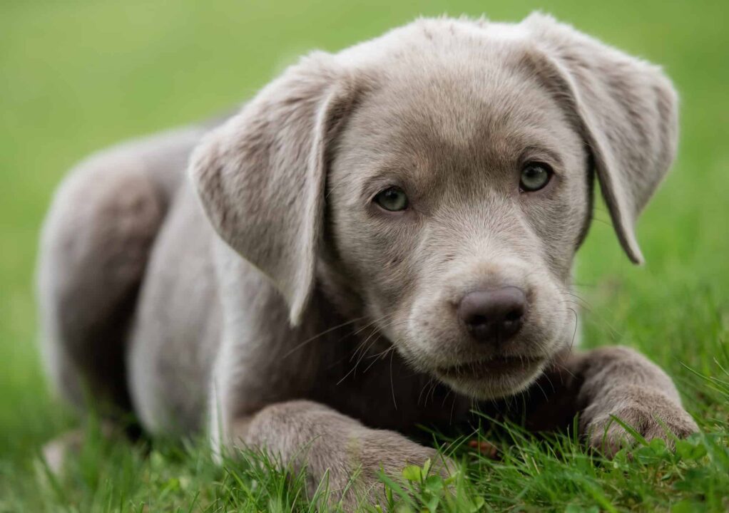 Silver Lab Puppies For Sale