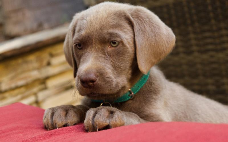 Silver Lab Puppy For Sale