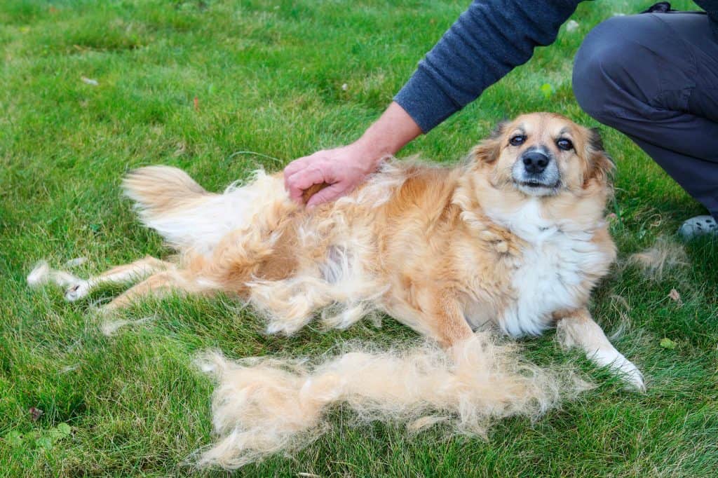 Sleekez Dog Brush Review