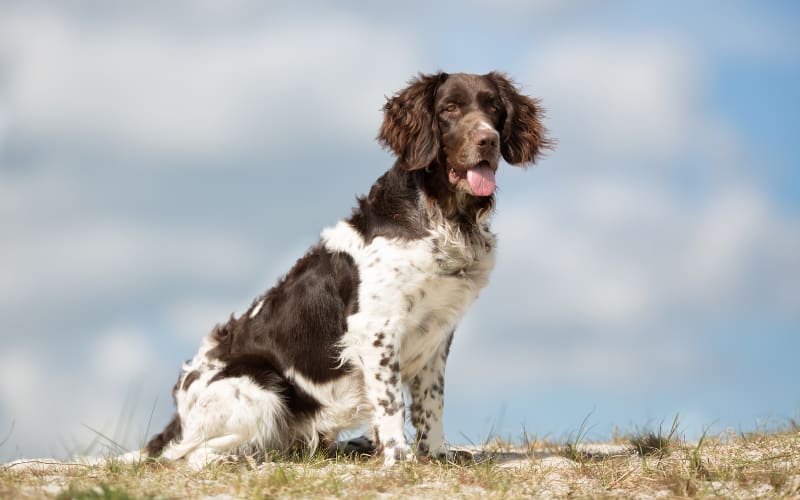 Small Munsterlander Rescue