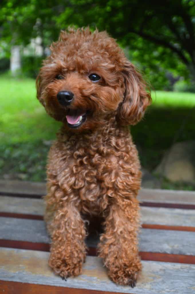 Small Poodle