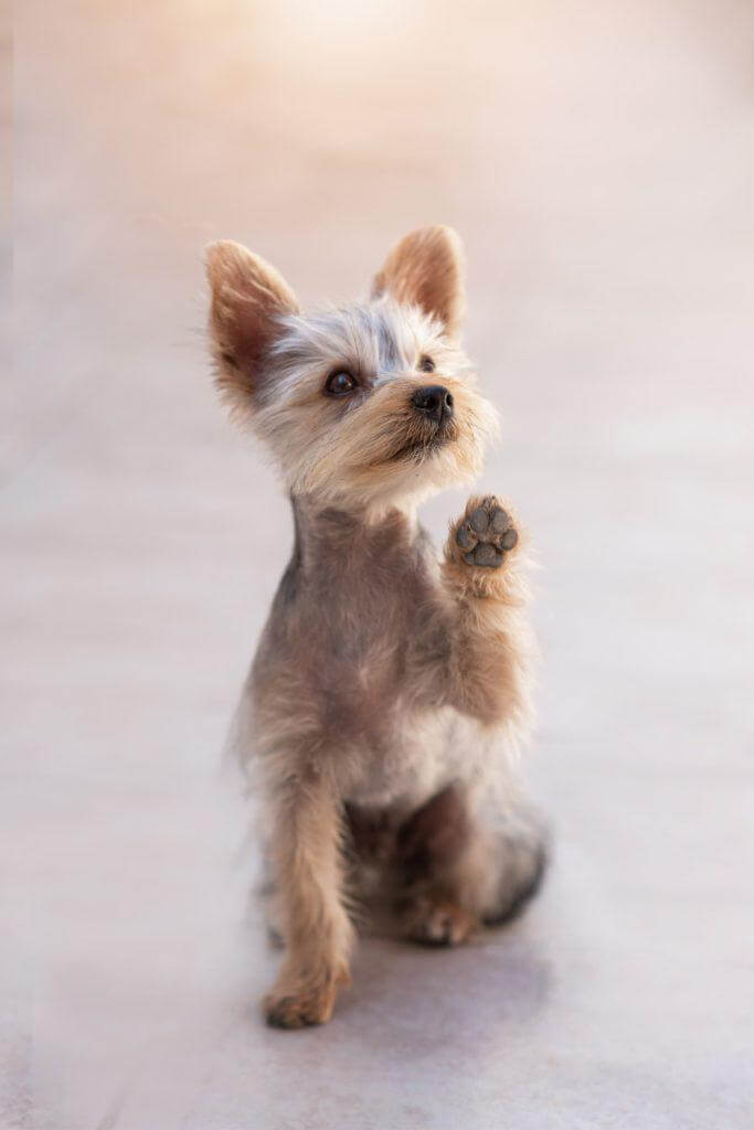Smart Yorkie