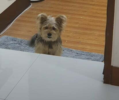 Snorkie Puppy For Sale