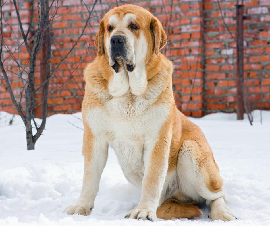 Spanish Mastiff Dog Breed