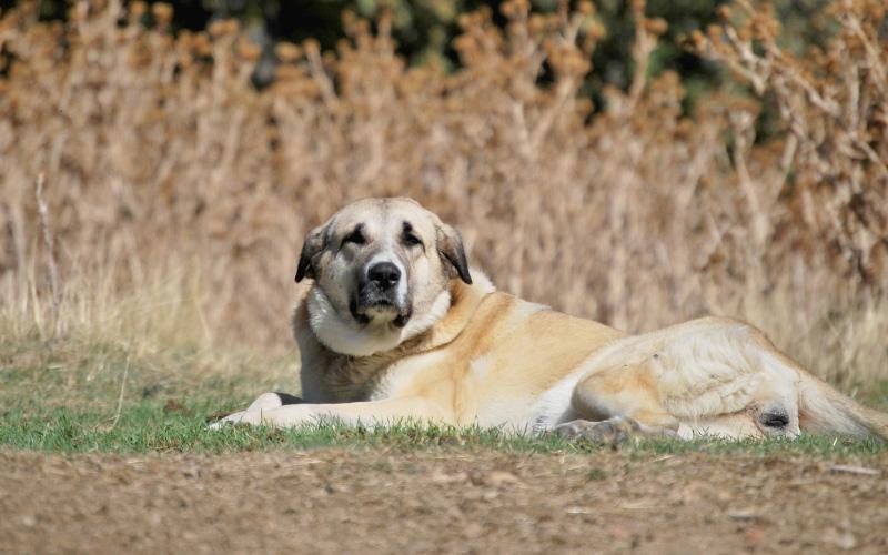 Spanish Mastiff Laying Down