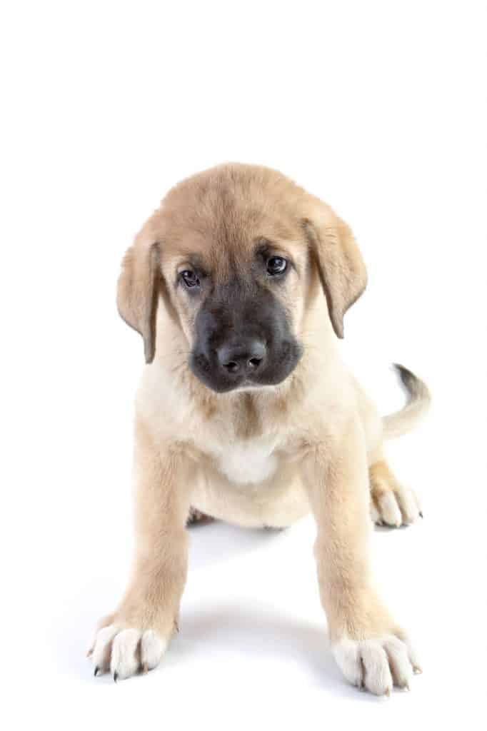 Spanish Mastiff Puppy
