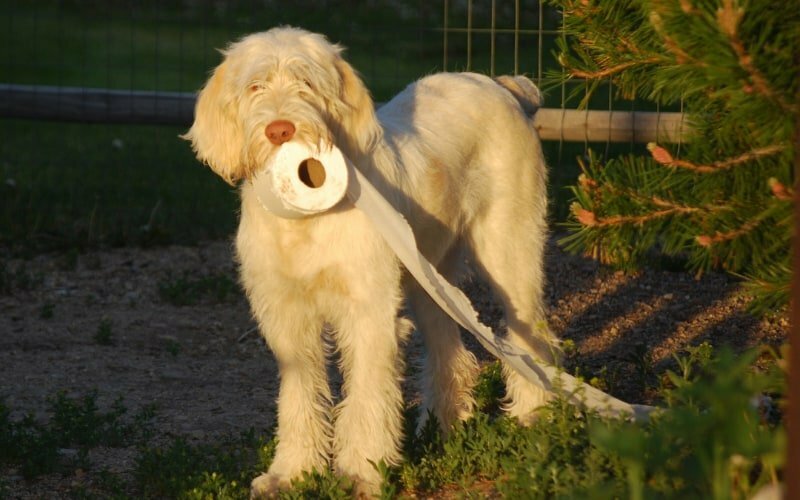 Spinone Italiano Puppies For Sale