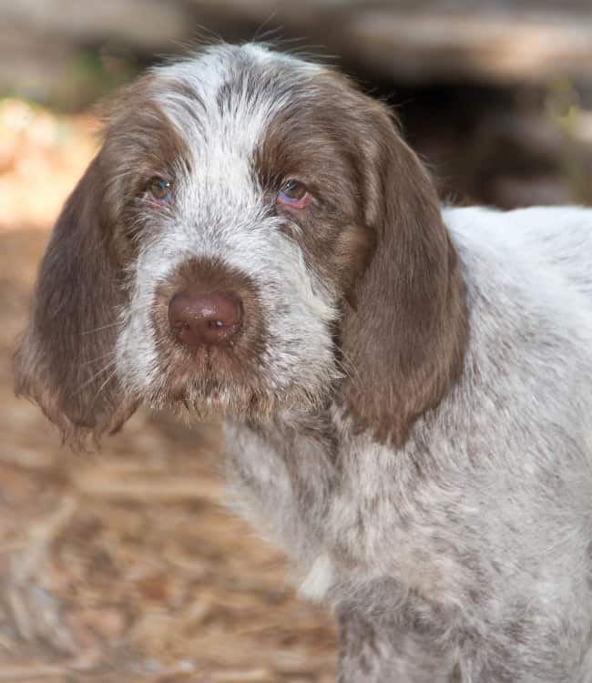 Spinone Italiano Puppy For Sale