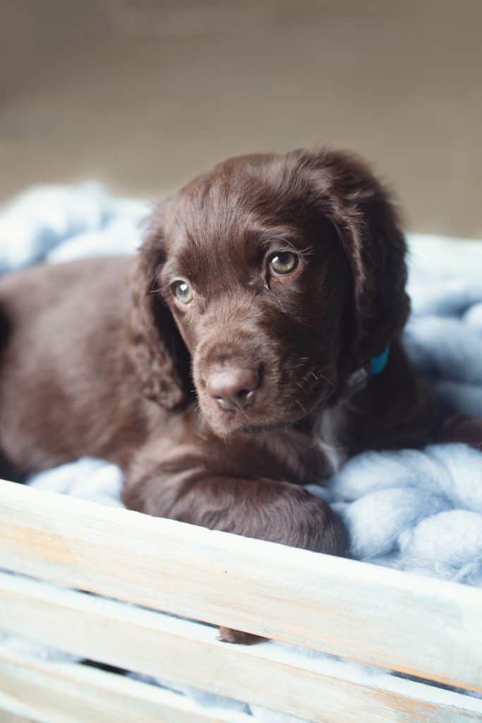 Springerdoodle Puppy For Sale