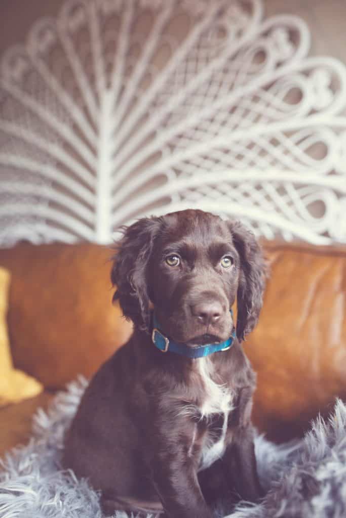 Springerdoodle Rescue