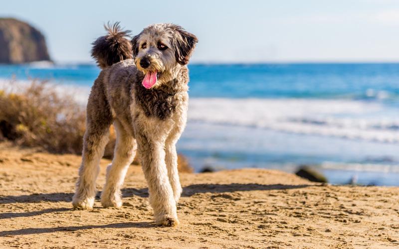 Standard Aussiedoodle at the beach