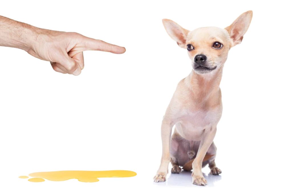 Stop Dog Peeing In House