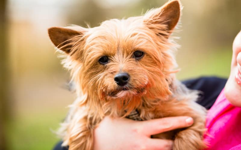 Stressed Yorkie